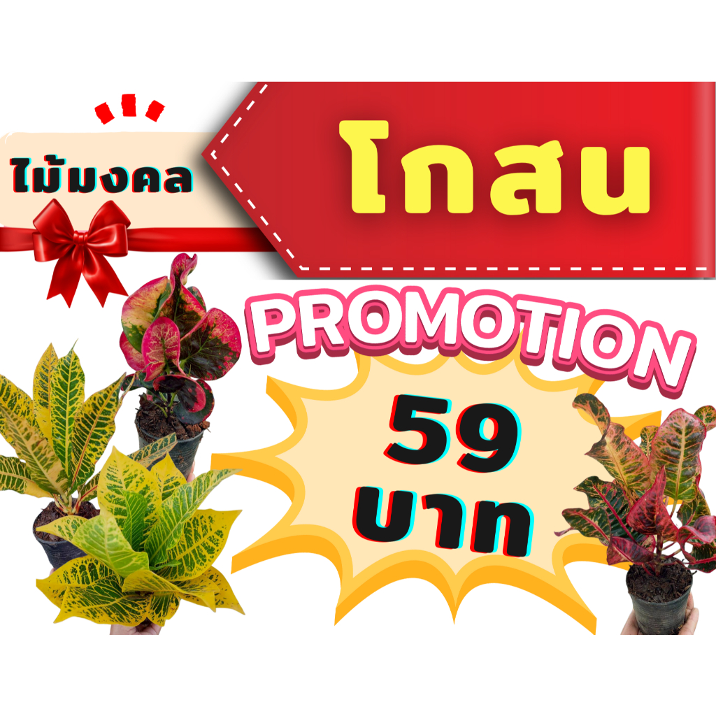 โกสน  ต้นไม้มงคล❗❗ส่งทั้งกระถาง 3 นิ้ว **สั่งขั้นต่ำ  2 ต้น คละกันได้นะคะ**
