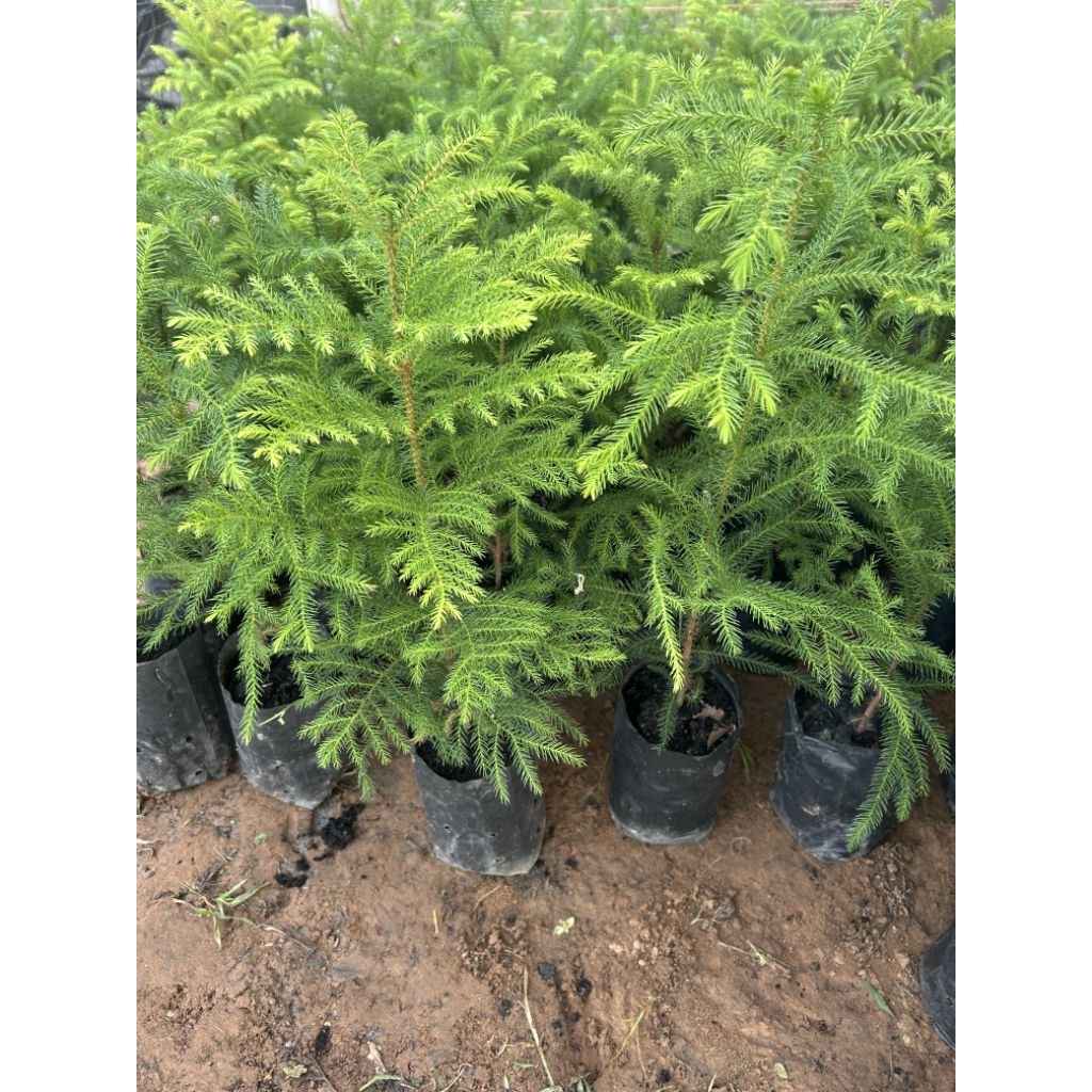 ต้นสนฉัตรสูง20-40ซม. ราคาสั่งขั้นต่ำ2ต้นขึ้นไป