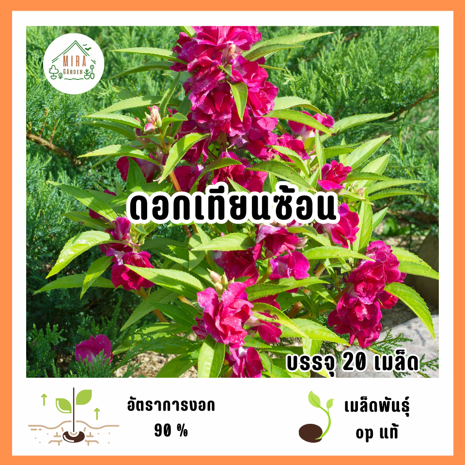 เมล็ดพันธุ์ดอกเทียนซ้อน 20 เมล็ด