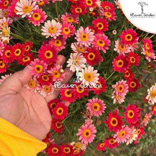 NEW😍Paris Daisy (ปารีส เดซี่) สีแดง เหลือง ชมพู ดอกไม้กินได้ กระถาง 8 นิ้ว*ส่งติดดอก* ดอกหลายโทนสีในต้นเดียว ต้นไม้