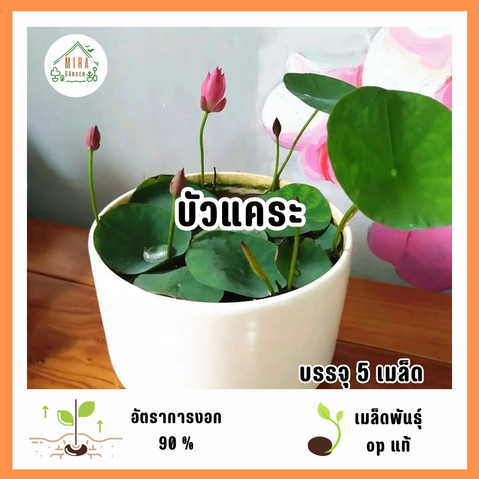 เมล็ดพันธุ์บัวแคระ 5 เมล็ด