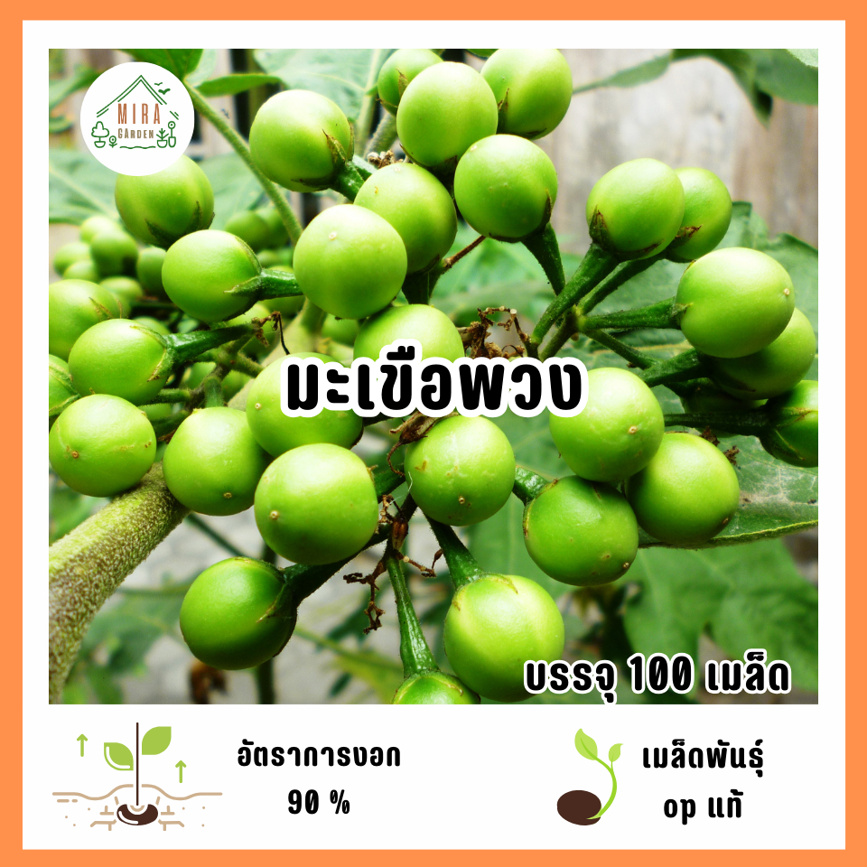 เมล็ดพันธุ์มะเขือพวง 100 เมล็ด
