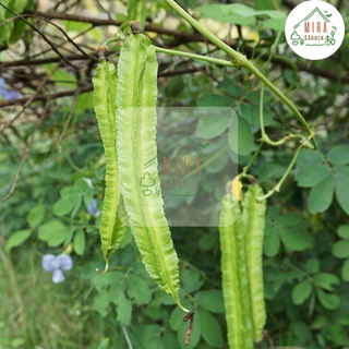 เมล็ดพันธุ์ถั่วพลู 10 เมล็ด