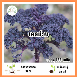 เมล็ดพันธุ์เคลม่วง 100 เมล็ด