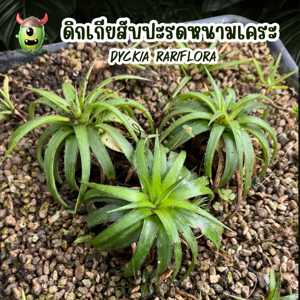 ดิกเกีย สับปะรดหนาม(เคระ) - Dyckia Rariflora 🪴