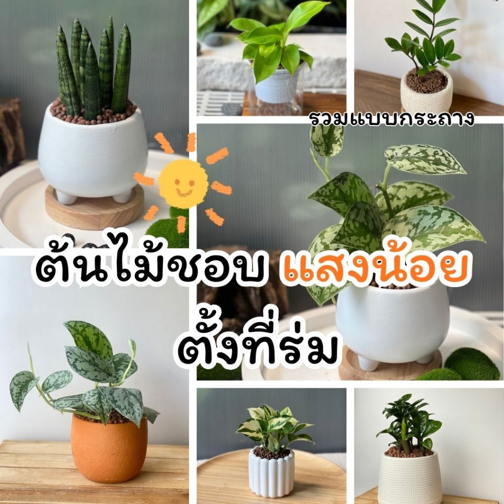 ต้นไม้เลี้ยงง่าย ต้นไม้ในร่ม ปลูกในบ้าน ตั้งโต๊ะทำงาน พร้อมกระถางหลายรูปแบบ ต้นไม้มงคล ต้นไม้ฟอกอากาศ