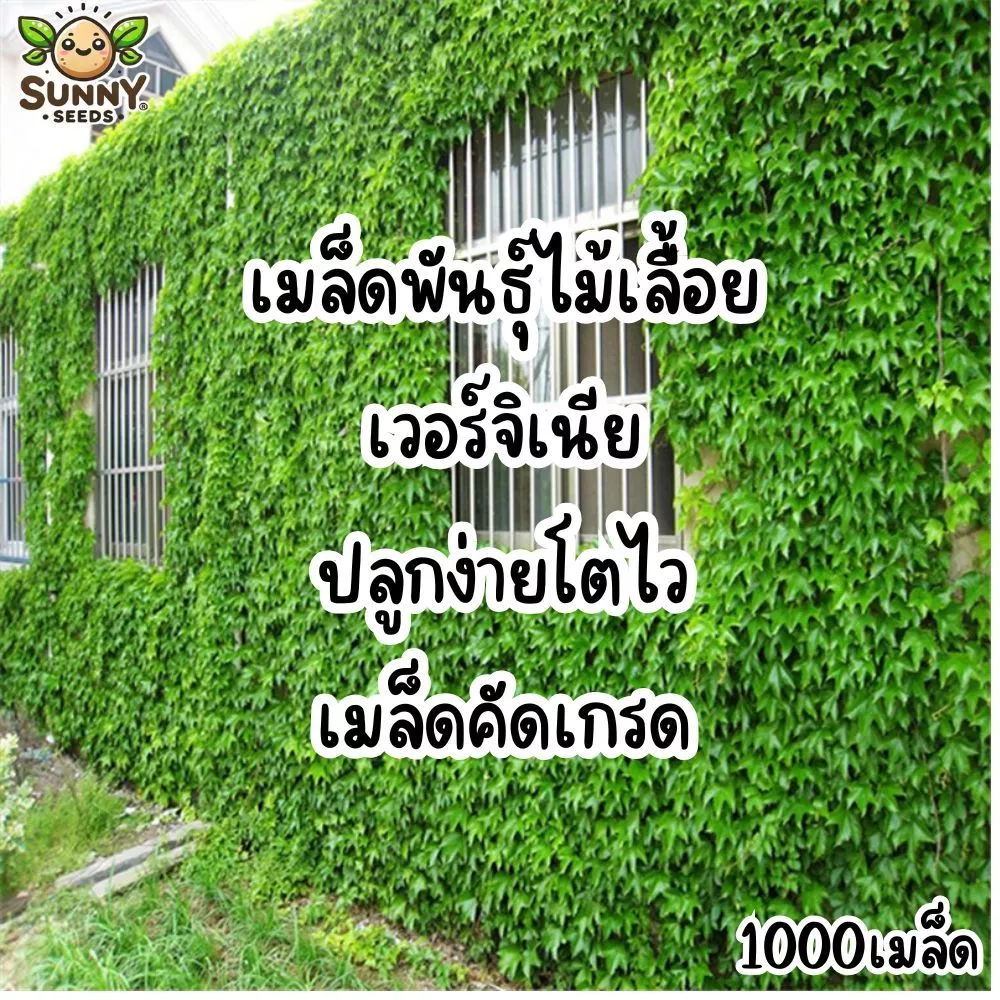 เมล็ดพันธุ์ไม้เลื้อยเวอร์จิเนีย (Virginia Creeper Seeds) ไม้เลื้อยคลุมผนัง โตเร็ว ใบดก เขียวแน่น ดูแลง่าย