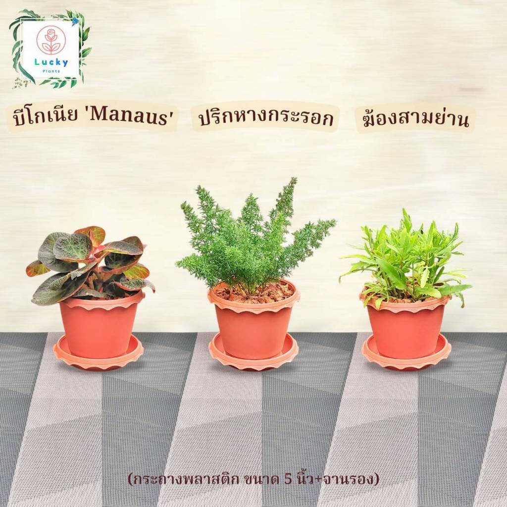 บีโกเนีย 'Manaus' / ปริกหางกระรอก / ฆ้องสามย่าน พร้อมกระถางพลาสติก ขนาด 5 นิ้ว+จานรอง (ต้นไม้ฟอกอากาศ)