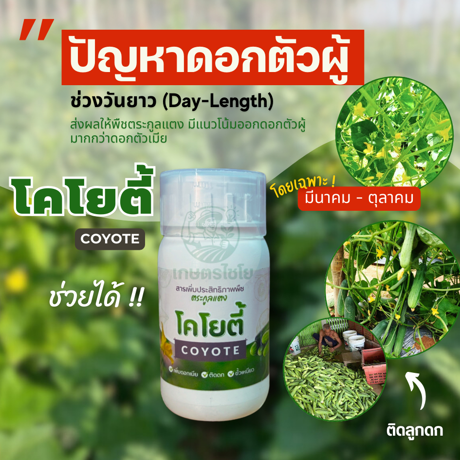 แปลงเพศ พืชตระกูลแตง แตงกวา แตงร้าน มะระโคโยตี้ ขนาด 200cc สารเสริมประสิทธิภาพในพืชตระกูลแตง