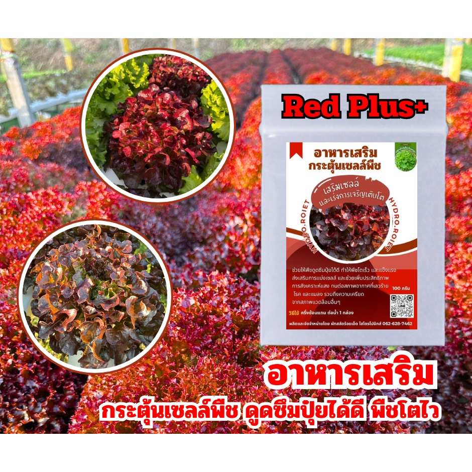 (ขายดี) Red Plus+ ที่สุดของ อาหารเสริมทางใบ กระตุ้นเซลล์ ช่วยดูดซึมปุ๋ย - รูปที่ 2