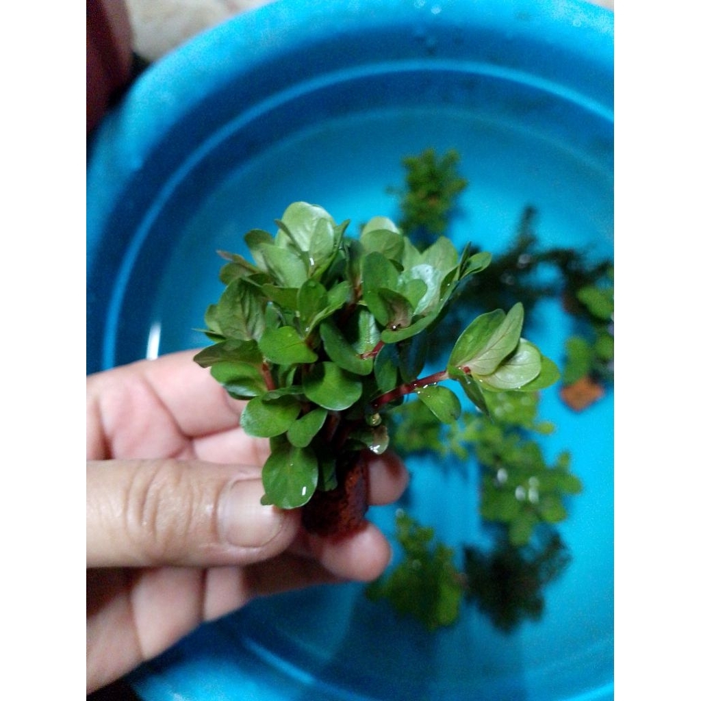 พืชไม้น้ำเกล็ดหอยแดงดิบจิ๋วสำหรับตู้ปลาอ่างปลาน้อยสวยงาม - รูปที่ 2
