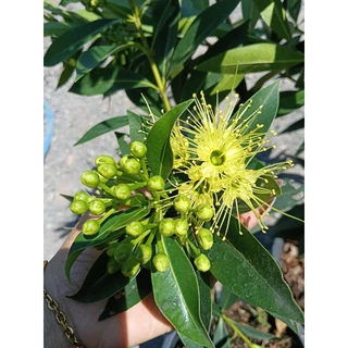 รักแรกพบสีเหลืองสวย(กระถาง 10 นิ้ว)เป็นไม้พุ่ม พรรณไม้ความหมายดี ออกได้ทั้งปีให้ดอกสวยงามตลอดทั้งปี กลิ่นหอมเย็น