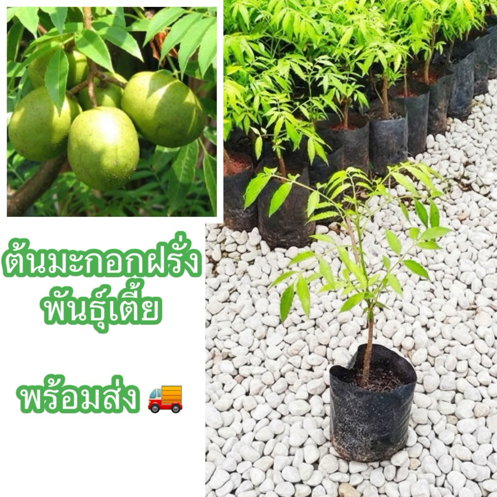 ต้นมะกอกฝรั่งพันธุ์เตี้ย กิ่งตอน สูง40-50ซม. ผลใหญ่ เนื้อเยอะกรอบ ติดผลไวให้ลูกดก ปลูกง่าย ตายยาก