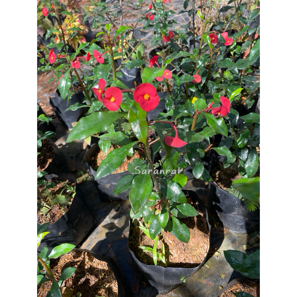 ต้นโป๊ยเซียนไร้หนาม (Euphorbia geroldii) ไม้มงคล - รูปที่ 2