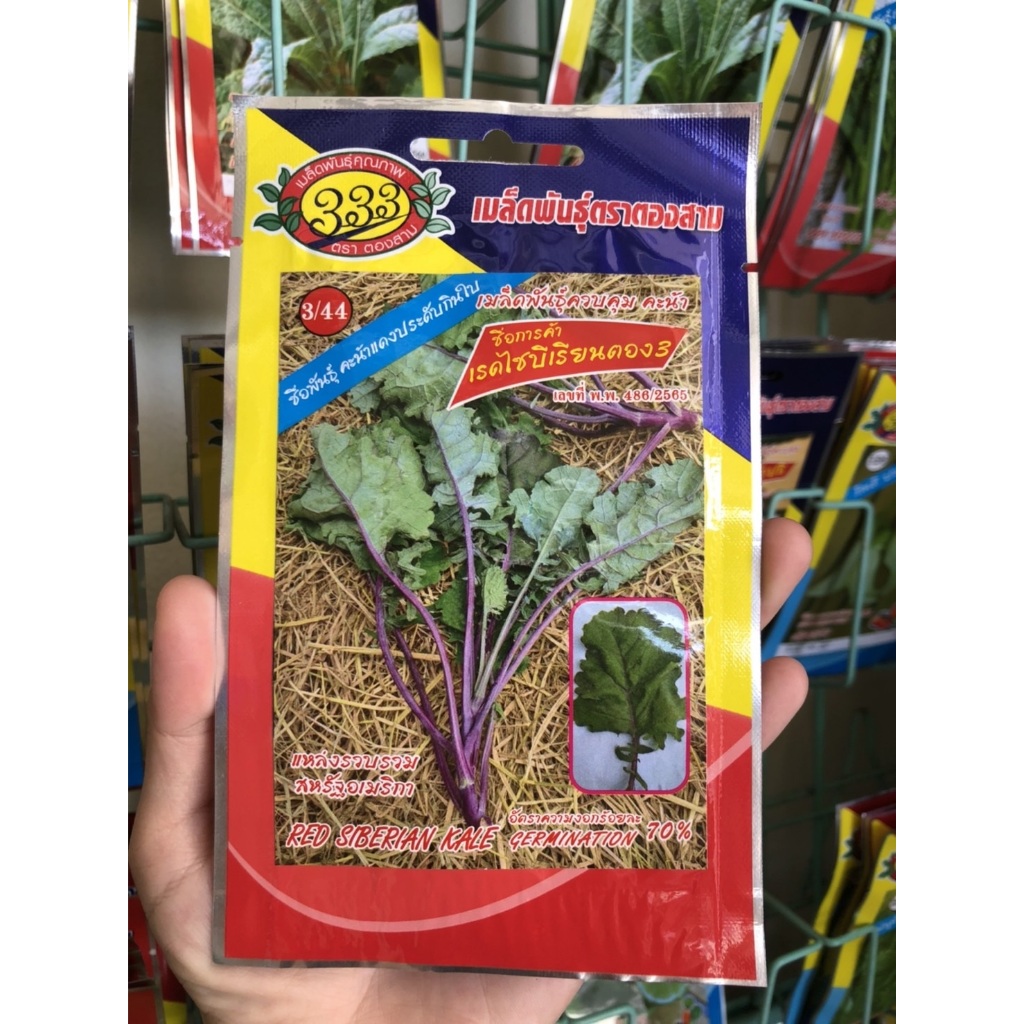 เมล็ดพันธุ์ คะน้าแดง เรดไซบีเรียน red siberian kale สามเอ ประดับ กินใบ ทนร้อน อร่อย ดูแลน้อย