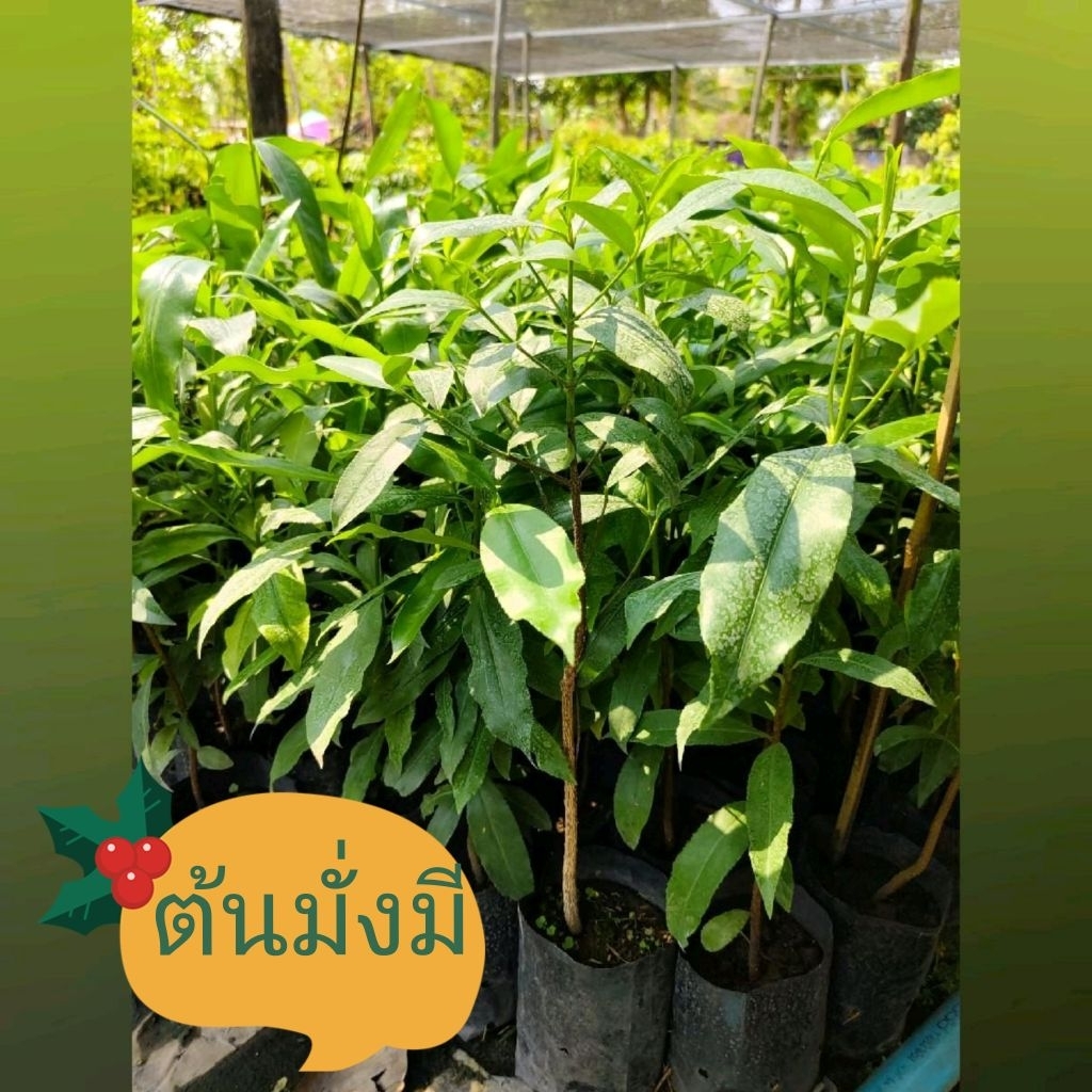 ต้นมั่งมี เป็นต้นไม้มงคลมีแต่ความร่ำรวยมั่งมีคนยุคใหม่นิยมปลูก เพื่อความเป็นสิริมงคล