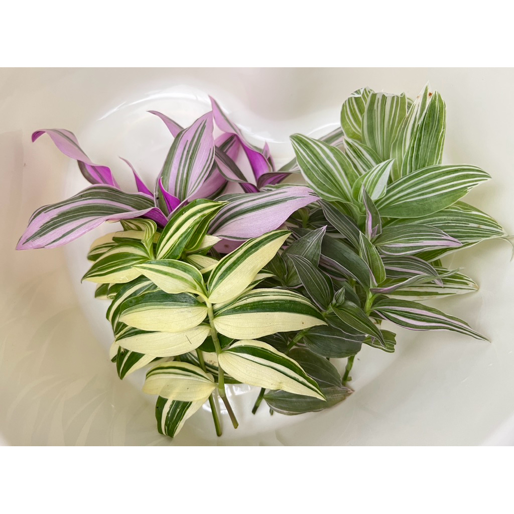 ก้ามปูหลุดด่างรวม (กิ่งตัดสด) จำนวน 10-12 ยอดต่อชุด