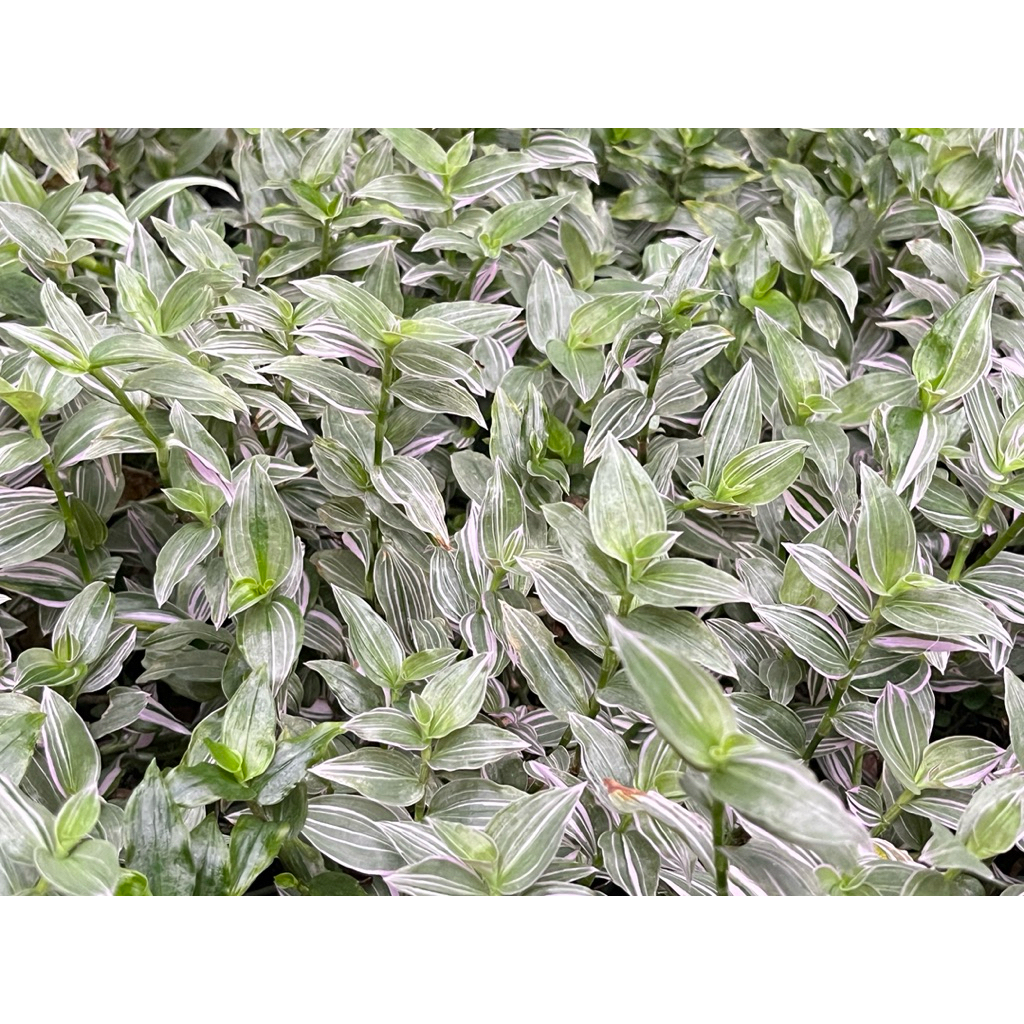 ก้ามปูหลุดด่างรวม (กิ่งตัดสด) จำนวน 10-12 ยอดต่อชุด - รูปที่ 4