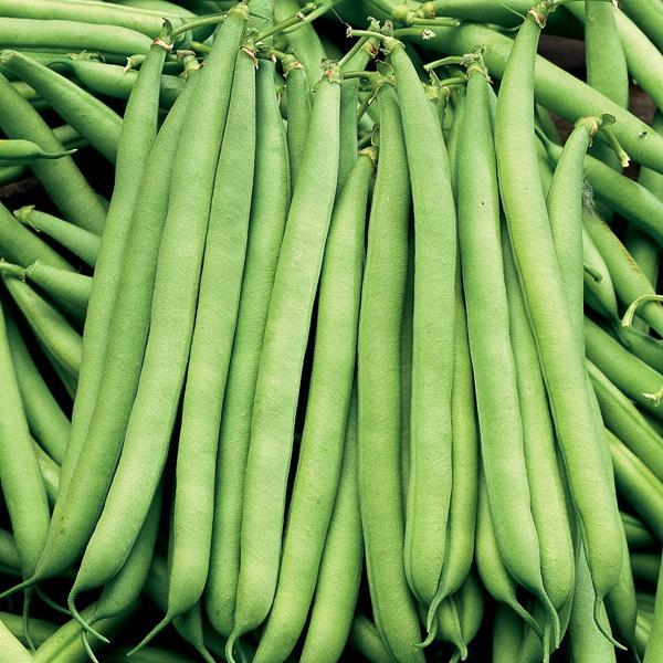 French Bean Seeds อัตรางอกสูง! เมล็ดพันธุ์ ถั่วแขก สีเขีย บรรจุ 10 เมล็ดผักที่ใช้ในการปลูก ผักออร์แกนิก คุณภาพดี - รูปที่ 5
