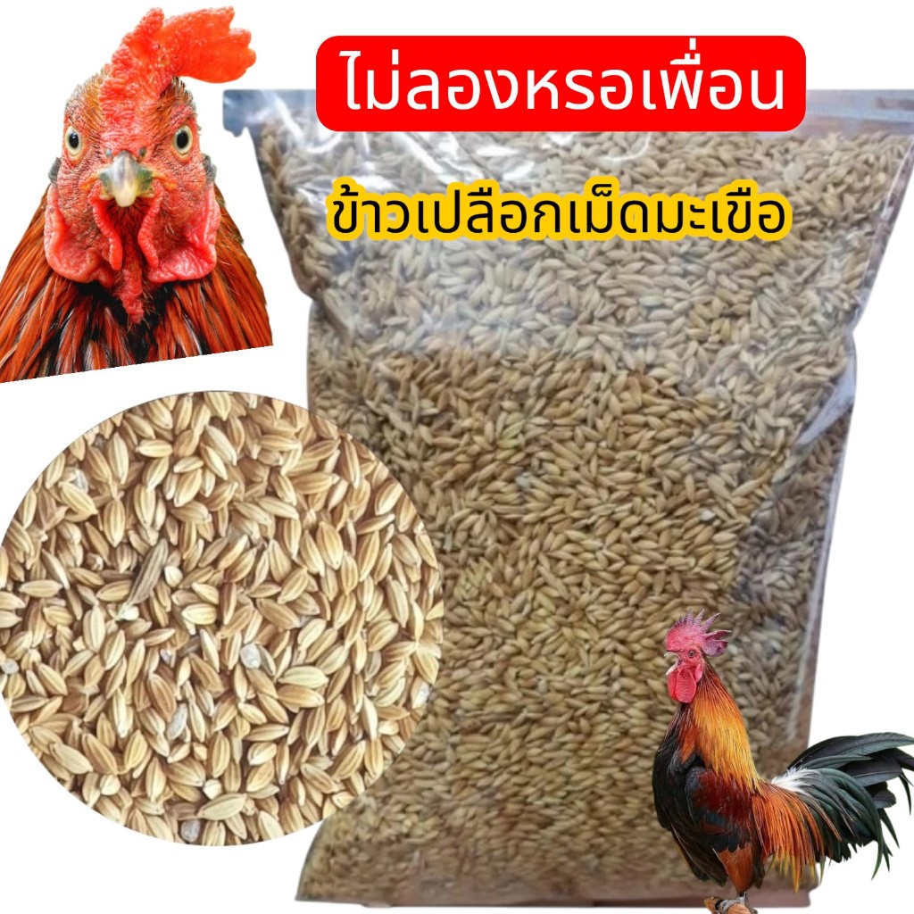 ข้าวเปลือกเม็ดมะเขือ บรรจุขนาด 1 กิโลกรัม - ข้าวเปลือกใหม่ - ปลอดสาร เม็ดสวย **เหมาะสำหรับนกทุกชนิด, ไก่ชน, ลูกไก่**