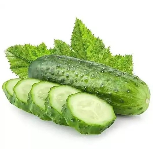 30 เมล็ด Tender Green Cucumber seed เมล็ดพันธุ์ แตงกวา เทนเดอร์กรีน เมล็ดพันธุ์แท้ เมล็ดพันธุ์อินทรีย์ ปลูกกลางแจ้ง - รูปที่ 5