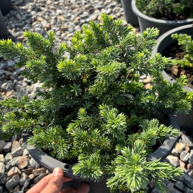 สนเลื้อยออสเตรีย กระถาง 5.5,8,11 นิ้ว - Juniper Blue Pacific 🇦🇺