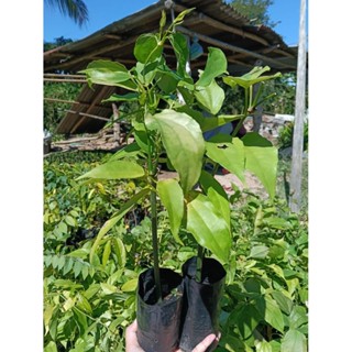 ต้นรางจืด สมุนไพรไทย (ชุด 4 ต้น 80.-)