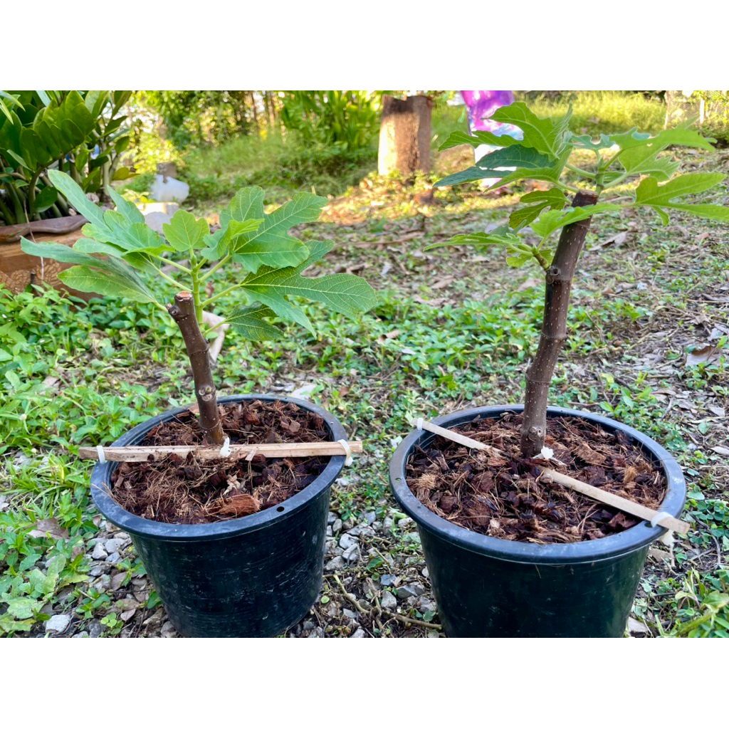 มะเดื่อฝรั่ง white israel