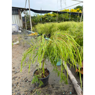 ต้นหลิวออสเตรเลีย "หลิวออสเตรเลีย" (Australian Willow) ขนาดกระถาง6นิ้ว