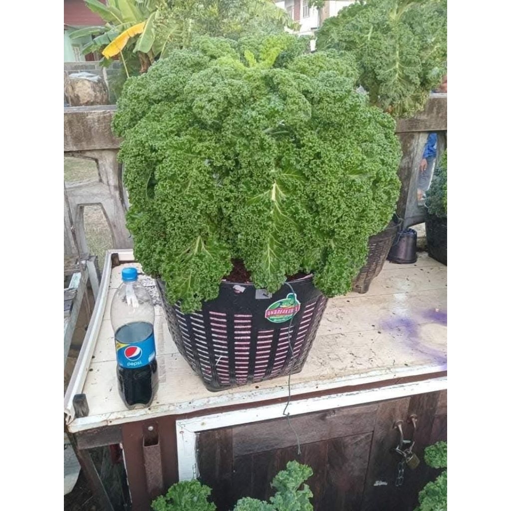 เมล็ดพันธุ์เคล สายพันธุ์ Green Curled Big Kale F1