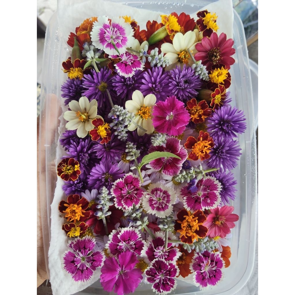 ดอกไม้กินได้ ส่งด่วนใน 5-8 ชม. ดอกไม้ปลอดสารพิษ ดอกไม้ตกแต่งขนม อาหาร