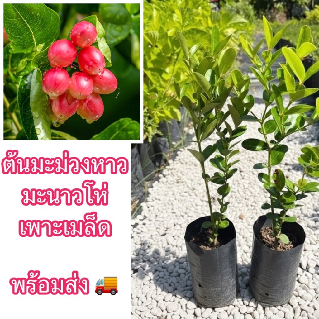 ต้นมะม่วงหาวมะนาวโห่ เพาะเมล็ด ผลมีรสชาติเปรี้ยว กรอบ นิยมกินกับแจ่ว หรือนำเป็นทำแช่อิ่มก็อร่อย