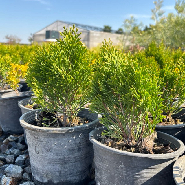 Thuja Occidentails ‘Gloden Smaragd’ กระถาง 5.5 นิ้ว 🇺🇸