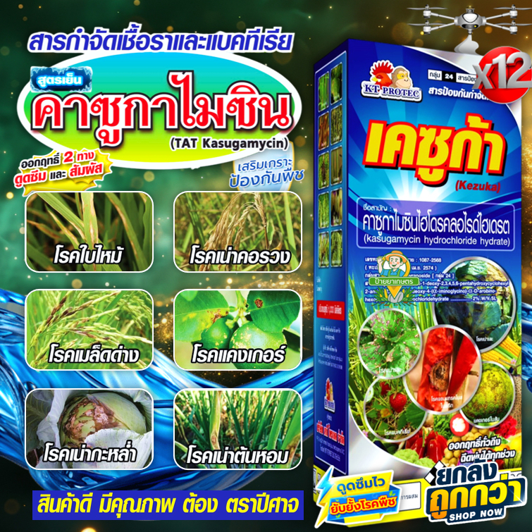 เคซูก้า 1 ลิตร ‼️12ขวด‼️คาซูกาไมซิน 2% SL กำจัดแบคทีเรีย เชื้อราไวรัส โรค ใบไหม้ กาบใบแห้ง โรคใบจุด