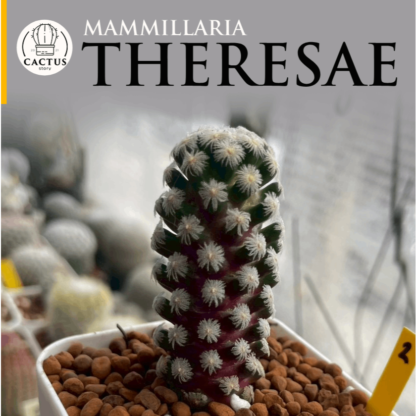 Mammillaria Theresae แมมเทเรเซ่ กระถาง 3 นิ้ว กระบองเพชร เเคคตัส