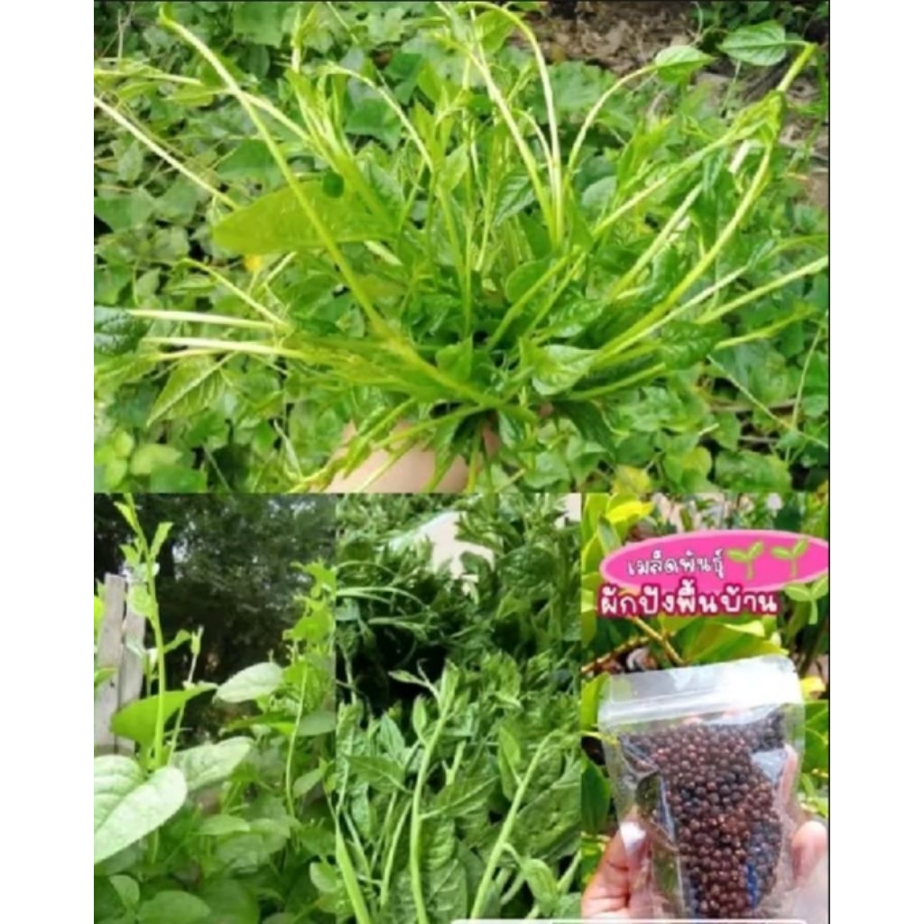 เมล็ดพันธุ์ผักปังพื้นบ้าน 100เมล็ด 45บาท ซื้อ2แถม1