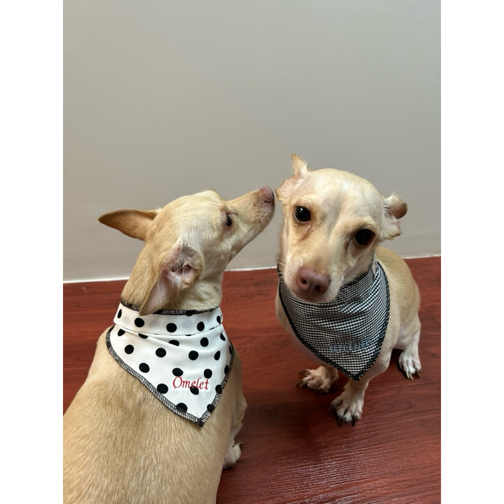 Pet Bandana ผ้าพันคอสัตว์เลี้ยง ผ้าพันคอน้องหมา น้องแมว ปักชื่อฟรี แจ้งชื่อทางข้อความ ราคา ถูกที่สุด ดีลบีเคเค แกลเลอรีภาพที่ 6