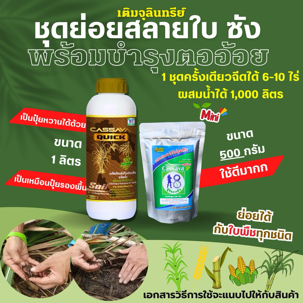 ย่อยสลายใบอ้อย ซังข้าว ฟื้นฟูดินเพิ่มเติมแร่ธาตุอ้อยตอ วิธีดูแลอ้อยตอช่วยเพิ่มผลผลิต