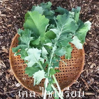 ชุดเคล🎈10แถม1++🎯ถูกที่สุด 10 บ.🎯เมล็ดพันธุ์ชุดคะน้าเคล10 บ.🌿ขายดีที่สุด🌱 เคลใบหงิก🌱เคลสการ์เลต🌿 เคลแดงรัสเซีย🌿 ไดโนเคล