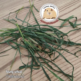 🌾วีทกราส Wheat grass ต้นข้าวสาลีอบแห้ง เขียว หอม กรอบ สำหรับสัตว์ฟันแทะ