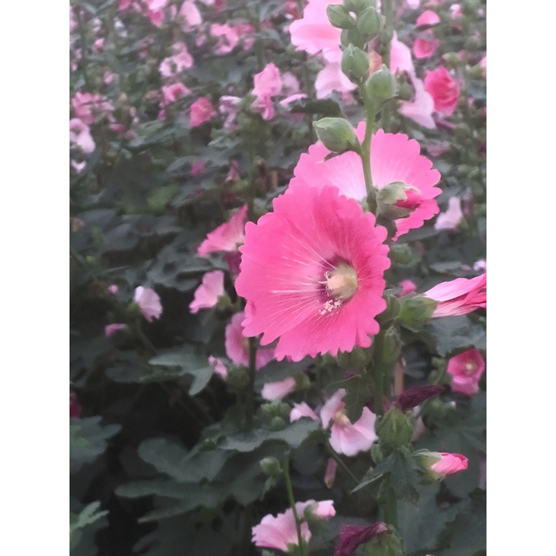 ต้นพันธุ์ ดอกฮอลลี่ฮ็อค Hollyhock ถุงดำพร้อมปลูก 29บาท ปลูกง่าย โตไว ดอกสวย สดใส