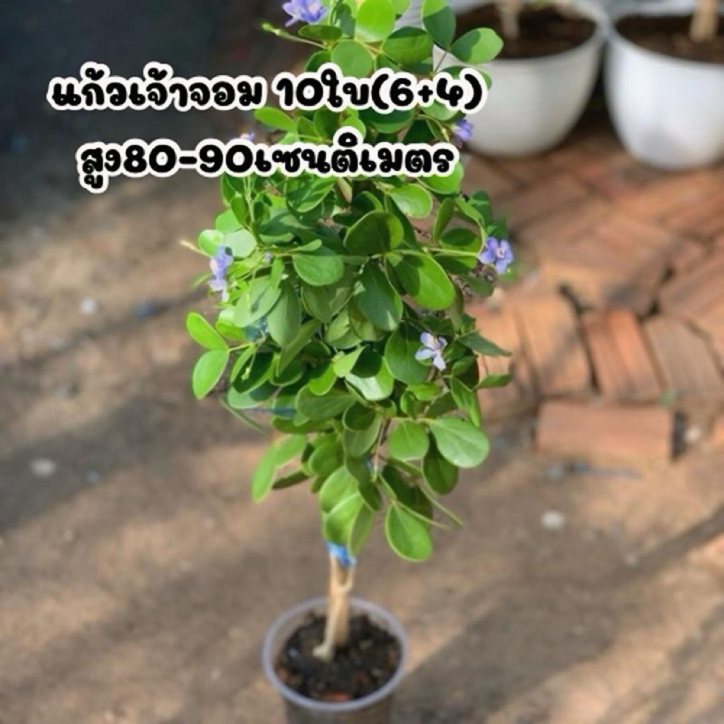กิ่งตอนแก้วเจ้าจอมพันธุ์10ใบ(6+4) สูง80-90เซนติเมตร