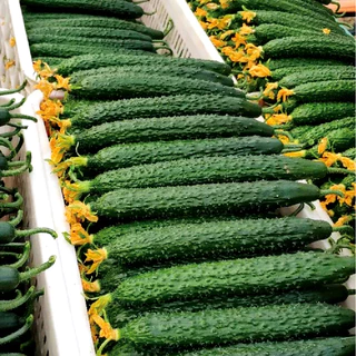 เมล็ดพันธุ์ แตงกวาญี่ปุ่น ชินกิ4 Shinki4 Japanese Cucumber F1 Seed 20 เมล็ด คุณภาพดี ของแท้ 100%
