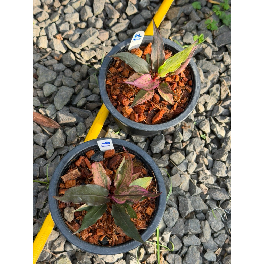 โชคเก้าชั้นด่างดำชมพูม่วง(ไม้หน่อ)Anthuruimhybrid - รูปที่ 3