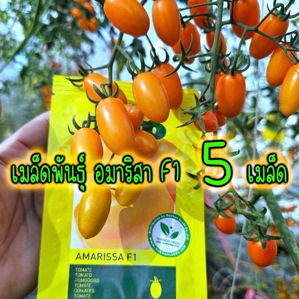 เมล็ดมะเขือเทศ AMARISSA F1 (5เมล็ด)