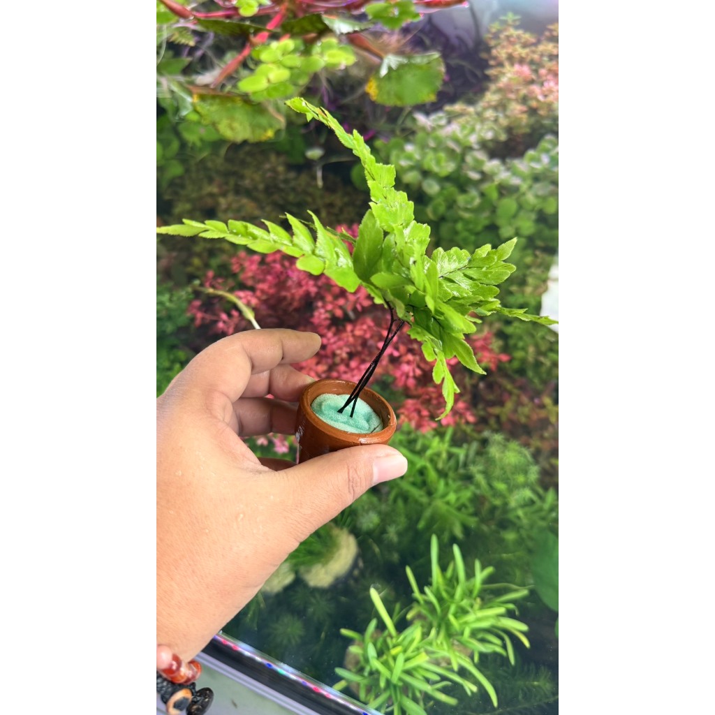 รูปภาพ 4