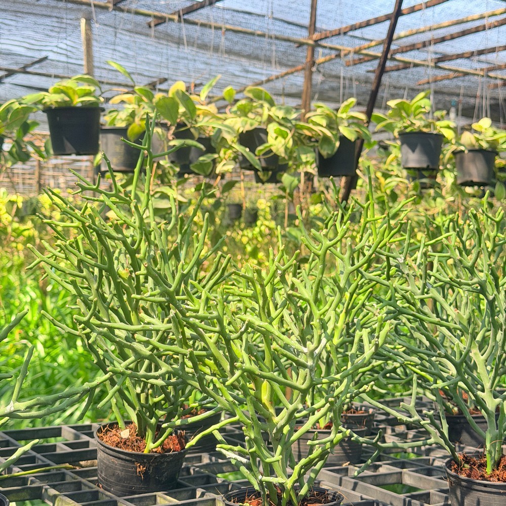 มุมมอง 8