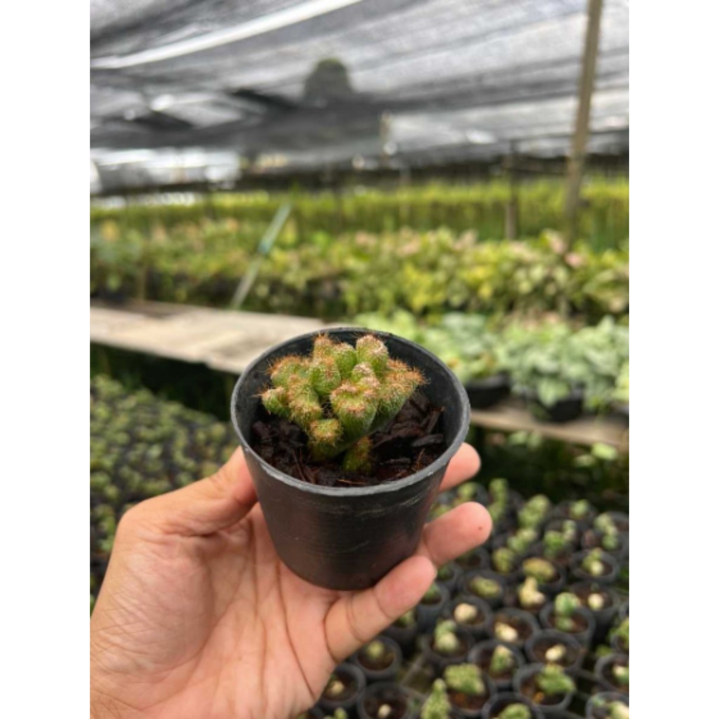 มุมมอง 2