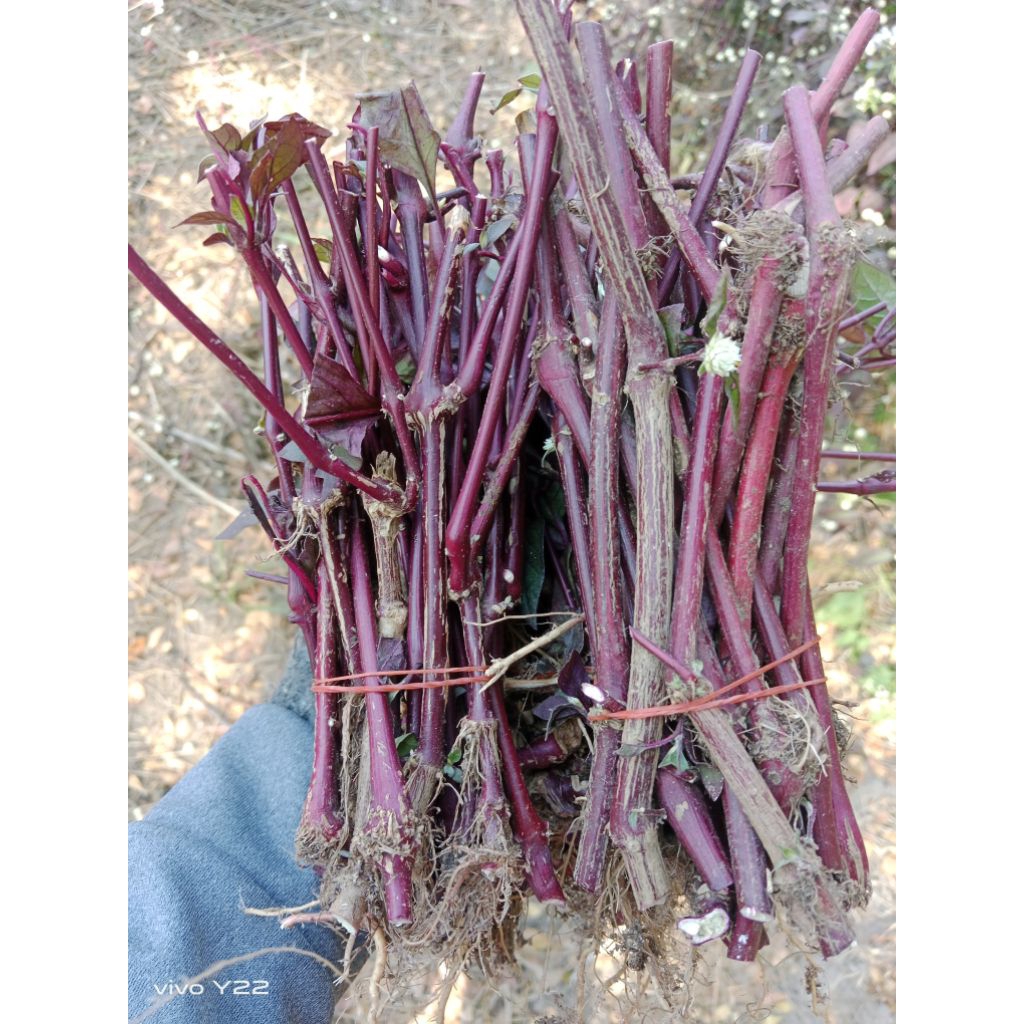 กิ่งพันธุ์สำหรับปลูกหรือปักชำต้นกระดุมเงินชุด20กิ่ง100 บาท