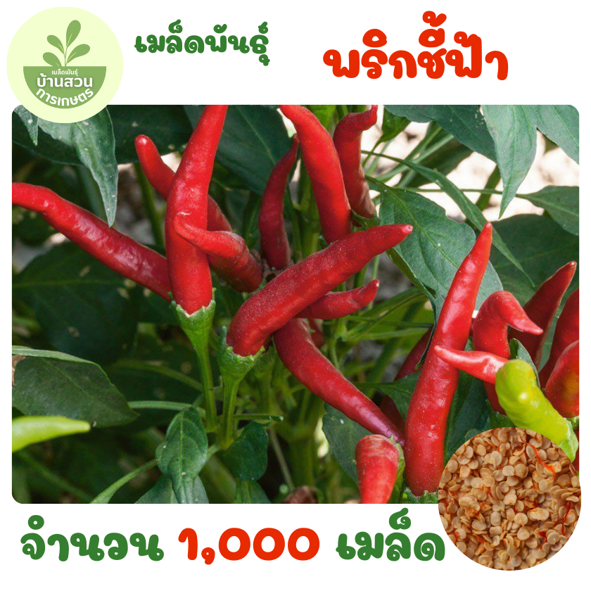 เมล็ดพันธุ์พริกชี้ฟ้า จำนวน 1,000 เมล็ด